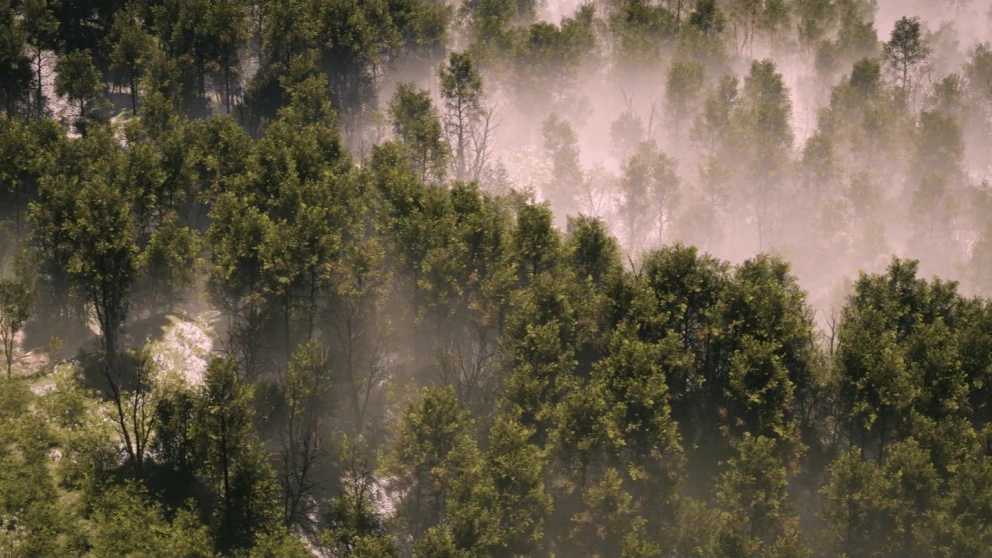 Still frame from our 'Go Deeper' launch film, showing a top down view of a photorealistic animated forest.