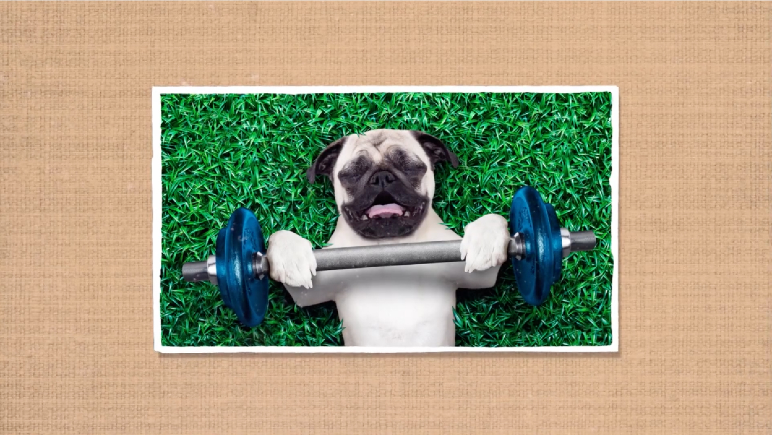 Social media asset for ClearScore. Photo of a pug lying on the grass holding a mini barbell over him. Photo is on a cork board inspired background.